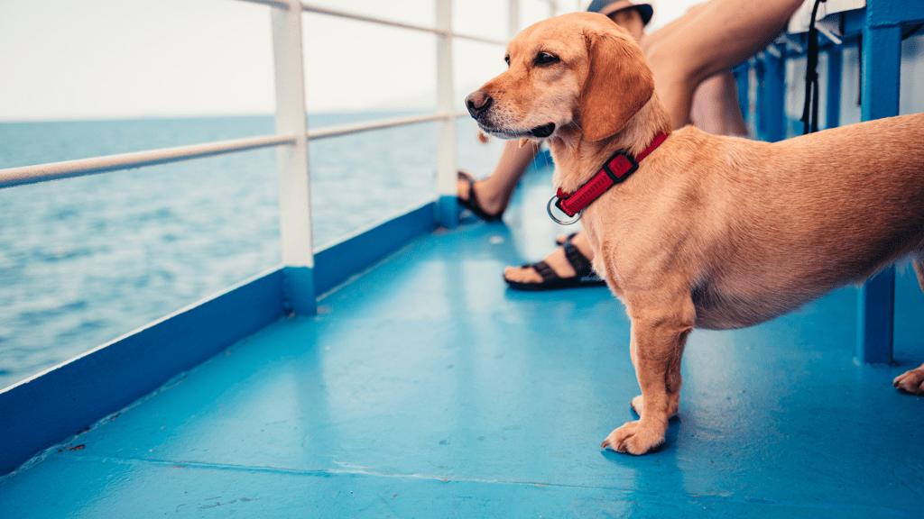 insure my cars - ferry to uk - pets on board